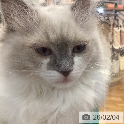 ラグドールの写真