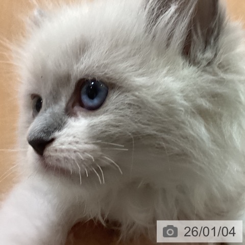 京都府のラグドール (ペットプラス イオンモールKYOTO店/2025年11月3日生まれ/女の子/ブルーポイントミテッド)の子猫の3枚目の画像