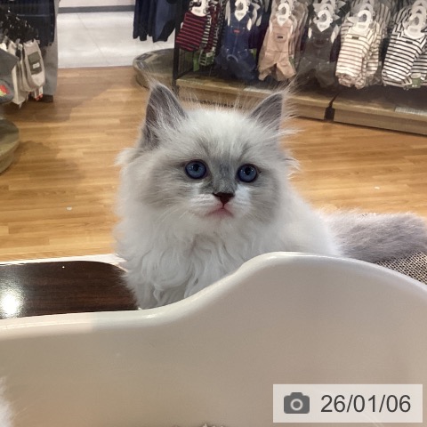 京都府のラグドール (ペットプラス イオンモールKYOTO店/2025年11月3日生まれ/女の子/ブルーポイントミテッド)の子猫の4枚目の画像
