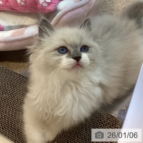 京都府のラグドール (ペットプラス イオンモールKYOTO店/2025年11月3日生まれ/女の子/ブルーポイントミテッド)の子猫の3枚目の画像