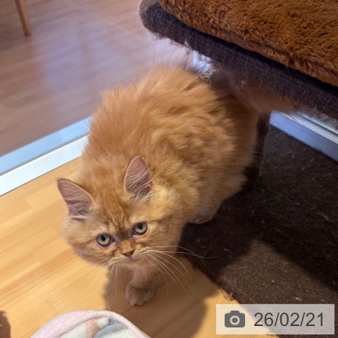 ラガマフィンの写真