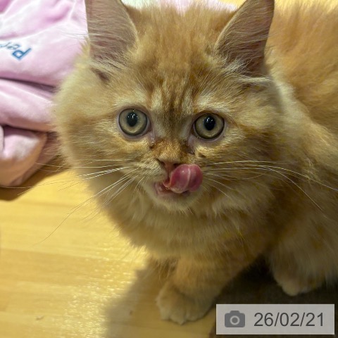 ラガマフィンの写真