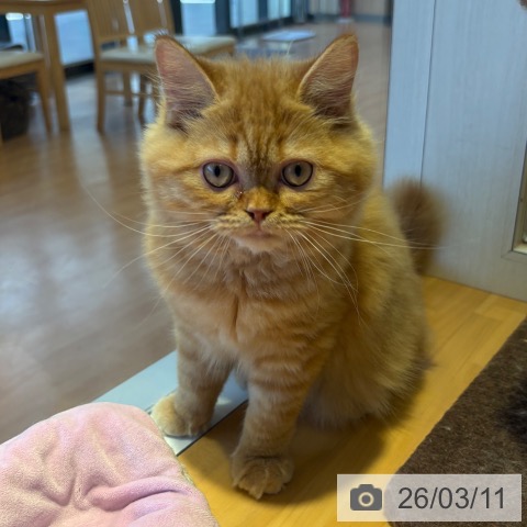 ラガマフィンの写真