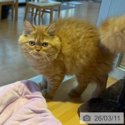 ラガマフィンの写真