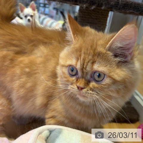 ラガマフィンの写真