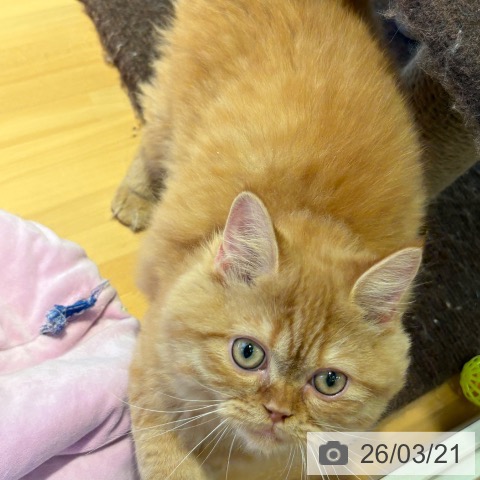 ラガマフィンの写真