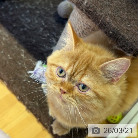 ラガマフィンの写真