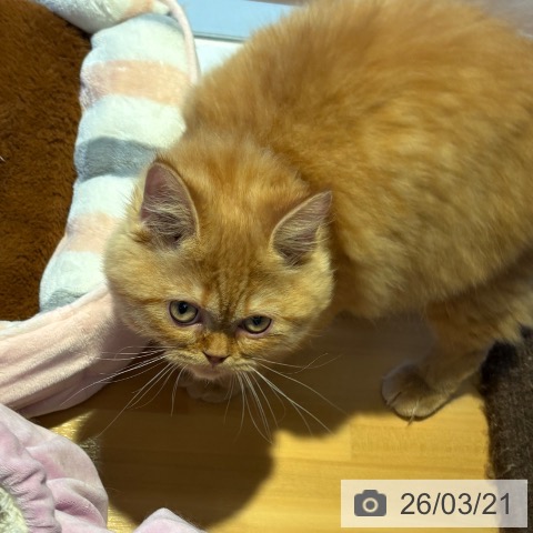 ラガマフィンの写真