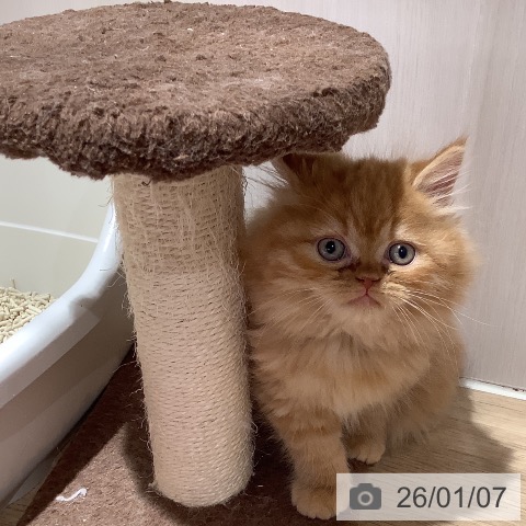 大阪府のラガマフィン (ペットプラス 鶴見店/2025年10月28日生まれ/女の子/レッドタビー)の子猫の3枚目の画像