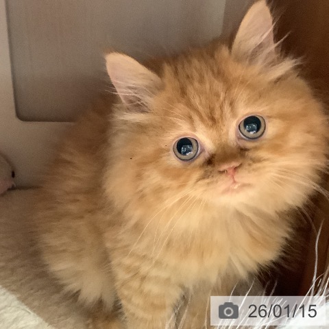 大阪府のラガマフィン (ペットプラス 鶴見店/2025年10月28日生まれ/女の子/レッドタビー)の子猫の4枚目の画像