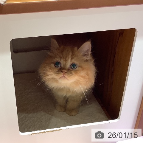 大阪府のラガマフィン (ペットプラス 鶴見店/2025年10月28日生まれ/女の子/レッドタビー)の子猫の3枚目の画像