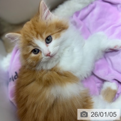 ラガマフィンの写真