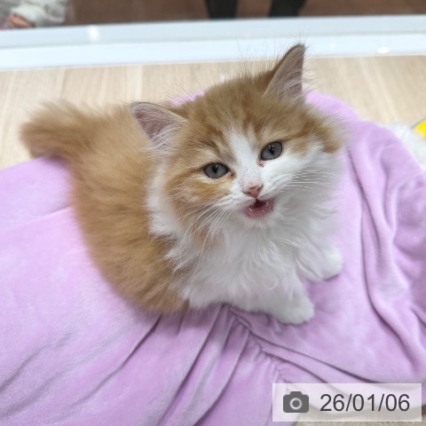 大阪府のラガマフィン (ペットプラス 四條畷店/2025年10月28日生まれ/女の子/レッドタビーホワイト)の子猫の4枚目の画像