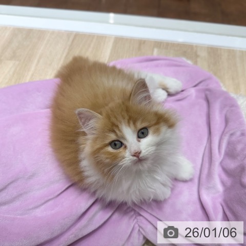 大阪府のラガマフィン (ペットプラス 四條畷店/2025年10月28日生まれ/女の子/レッドタビーホワイト)の子猫の3枚目の画像