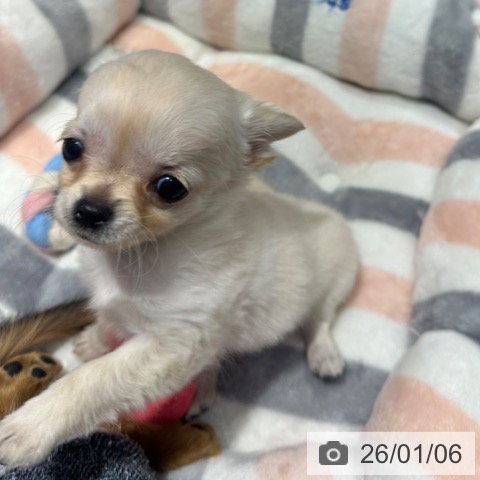 大阪府のチワワ(ロング) (ペットプラス 四條畷店/2025年10月27日生まれ/女の子/クリームホワイト)の子犬の3枚目の画像