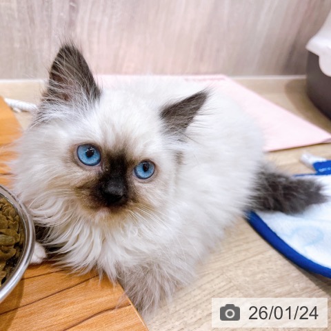 大阪府のラグドール (ペットプラス イオン大日店/2025年11月3日生まれ/女の子/シールポイントミテッド)の子猫の3枚目の画像