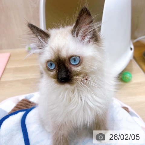 大阪府のラグドール (ペットプラス イオン大日店/2025年11月3日生まれ/女の子/シールポイントミテッド)の子猫の4枚目の画像