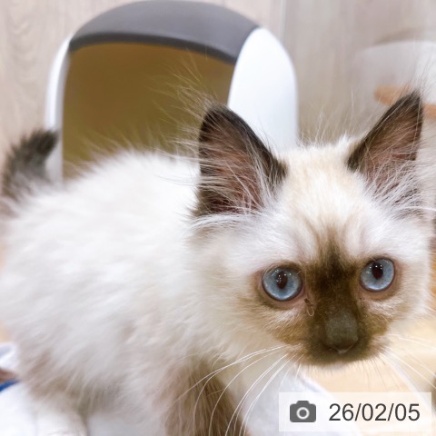 大阪府のラグドール (ペットプラス イオン大日店/2025年11月3日生まれ/女の子/シールポイントミテッド)の子猫の3枚目の画像