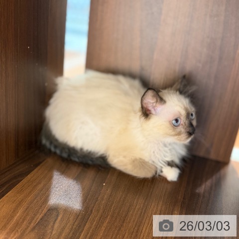 大阪府のラグドール (ペットプラス 四條畷店/2025年11月3日生まれ/女の子/シールポイントミテッド)の子猫の3枚目の画像