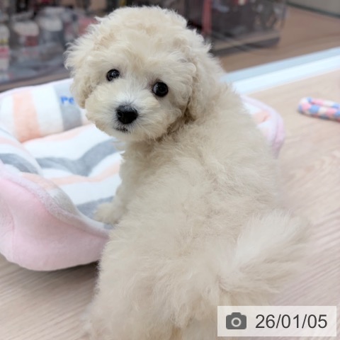 京都府のトイプードル(トイ) (ペットプラス 京都桂川店/2025年11月2日生まれ/女の子/ホワイト)の子犬の4枚目の画像