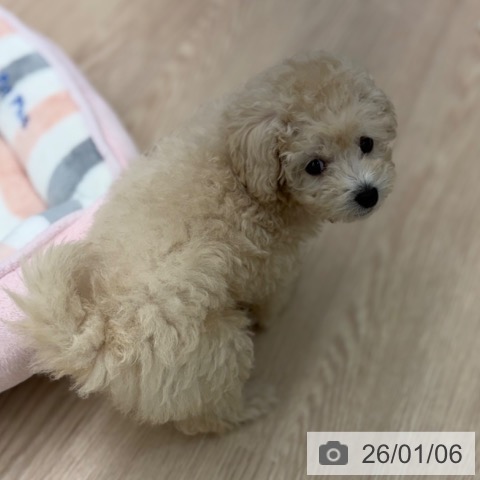 京都府のトイプードル(トイ) (ペットプラス 京都桂川店/2025年11月2日生まれ/女の子/ホワイト)の子犬の3枚目の画像