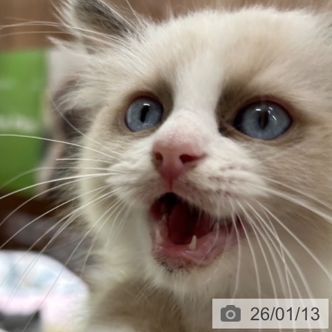 京都府のラグドール (ペットプラス 京都桂川店/2025年11月3日生まれ/男の子/シールポイントバイカラー)の子猫の4枚目の画像