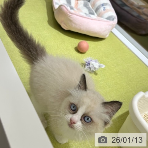 京都府のラグドール (ペットプラス 京都桂川店/2025年11月3日生まれ/男の子/シールポイントバイカラー)の子猫の3枚目の画像