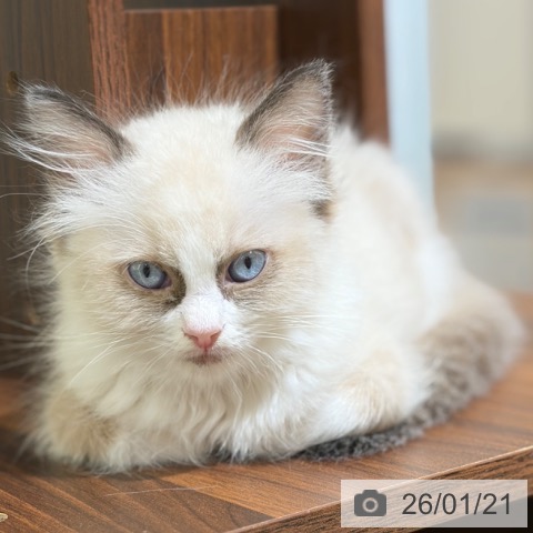 京都府のラグドール (ペットプラス 京都桂川店/2025年11月3日生まれ/男の子/シールポイントバイカラー)の子猫の3枚目の画像