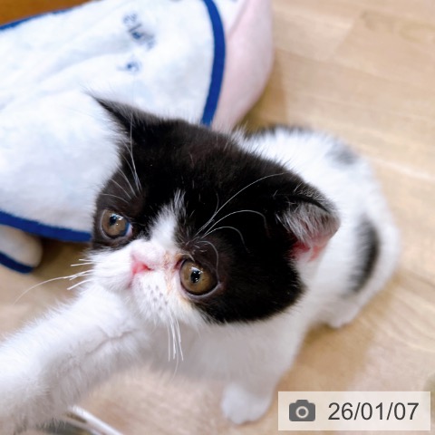 エキゾチックの写真