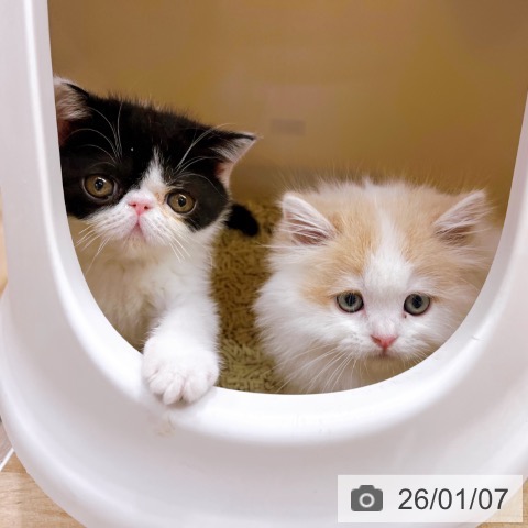 エキゾチックの写真