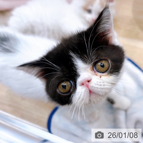 エキゾチックの写真