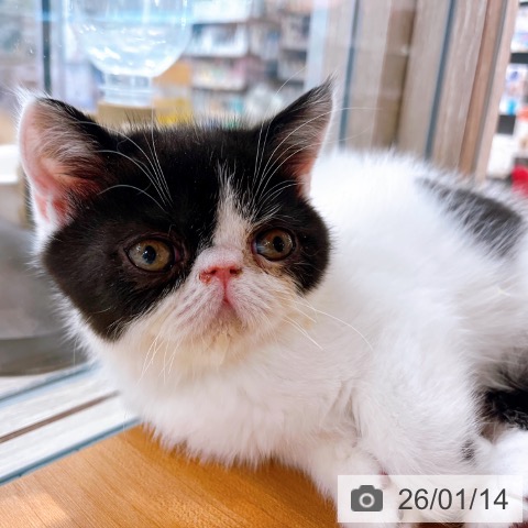 エキゾチックの写真