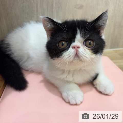 エキゾチックの写真