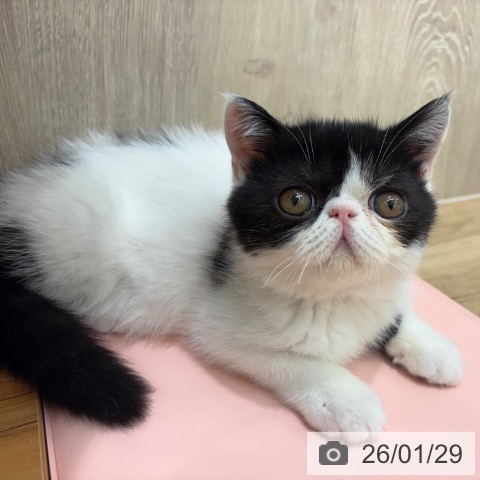 エキゾチックの写真