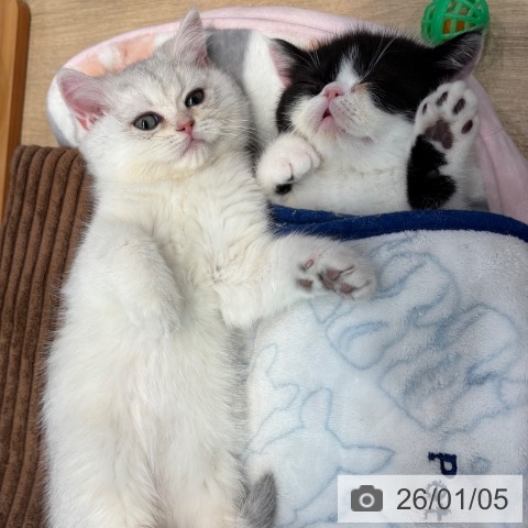 大阪府のエキゾチック (ペットプラス イオン大日店/2025年10月28日生まれ/女の子/ブラックホワイト)の子猫の4枚目の画像