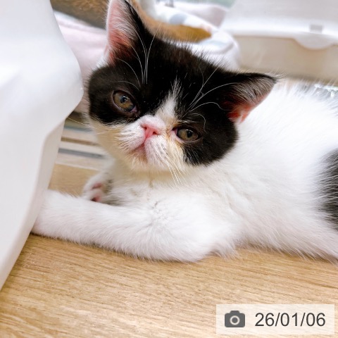 大阪府のエキゾチック (ペットプラス イオン大日店/2025年10月28日生まれ/女の子/ブラックホワイト)の子猫の3枚目の画像