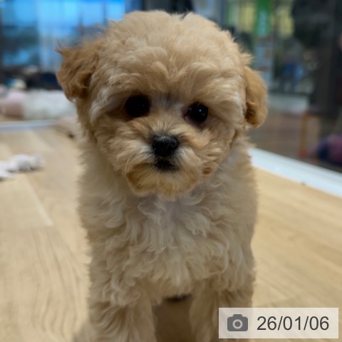 大阪府のトイプードル(トイ) (ペットプラス 四條畷店/2025年10月23日生まれ/女の子/ペールフォーン)の子犬の4枚目の画像