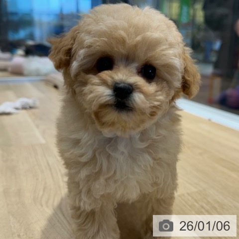 大阪府のトイプードル(トイ) (ペットプラス 四條畷店/2025年10月23日生まれ/女の子/ペールフォーン)の子犬の3枚目の画像