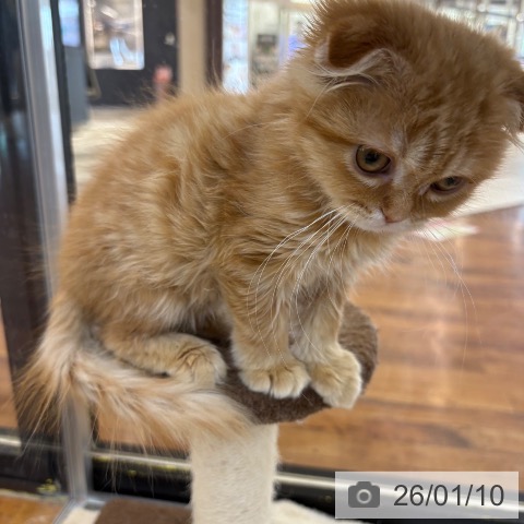 京都府のスコティッシュフォールド (ペットプラス 久御山店/2025年10月26日生まれ/女の子/レッドタビー)の子猫の4枚目の画像