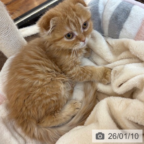 京都府のスコティッシュフォールド (ペットプラス 久御山店/2025年10月26日生まれ/女の子/レッドタビー)の子猫の3枚目の画像