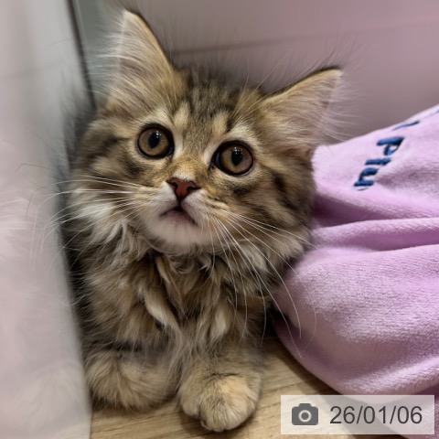 大阪府のスコティッシュフォールド (ペットプラス 四條畷店/2025年11月2日生まれ/女の子/ブラウンタビー)の子猫の4枚目の画像