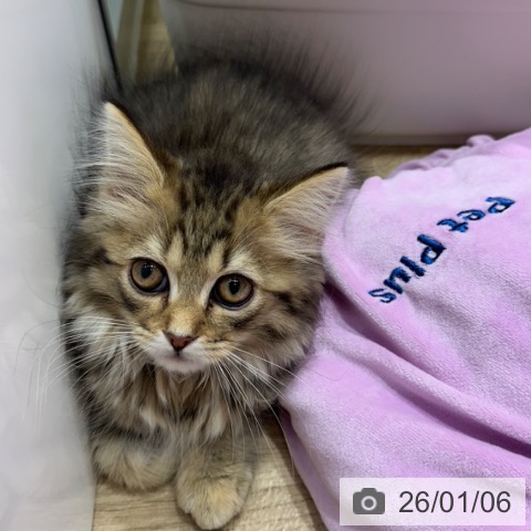 大阪府のスコティッシュフォールド (ペットプラス 四條畷店/2025年11月2日生まれ/女の子/ブラウンタビー)の子猫の3枚目の画像