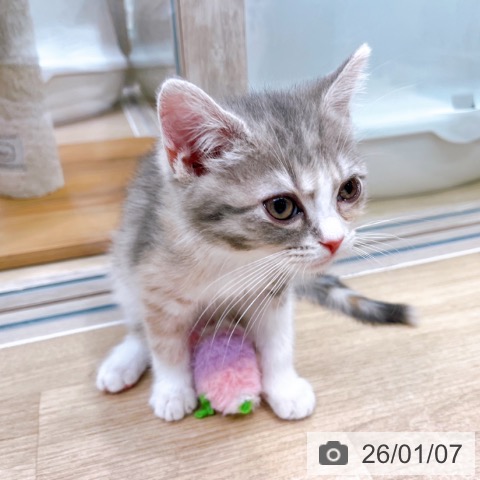 大阪府のスコティッシュフォールド (ペットプラス イオン大日店/2025年11月2日生まれ/女の子/ブルーパッチドタビーホワイト)の子猫の4枚目の画像