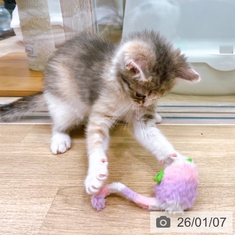 大阪府のスコティッシュフォールド (ペットプラス イオン大日店/2025年11月2日生まれ/女の子/ブルーパッチドタビーホワイト)の子猫の3枚目の画像