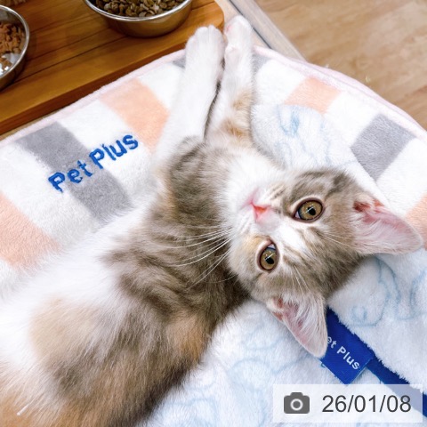 大阪府のスコティッシュフォールド (ペットプラス イオン大日店/2025年11月2日生まれ/女の子/ブルーパッチドタビーホワイト)の子猫の3枚目の画像
