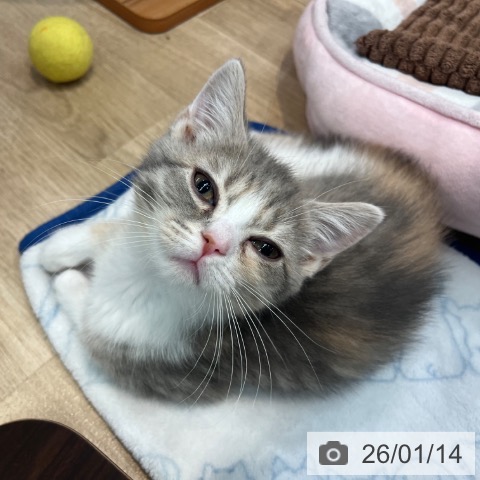 大阪府のスコティッシュフォールド (ペットプラス イオン大日店/2025年11月2日生まれ/女の子/ブルーパッチドタビーホワイト)の子猫の3枚目の画像