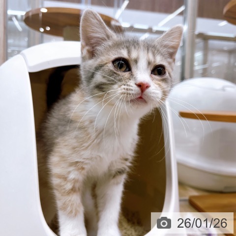 大阪府のスコティッシュフォールド (ペットプラス イオン大日店/2025年11月2日生まれ/女の子/ブルーパッチドタビーホワイト)の子猫の4枚目の画像