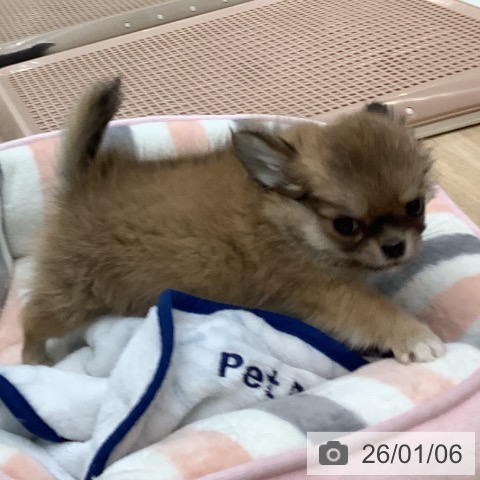 大阪府のチワワ(ロング) (ペットプラス 鶴見店/2025年10月26日生まれ/男の子/フォーンホワイト)の子犬の3枚目の画像