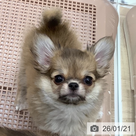 大阪府のチワワ(ロング) (ペットプラス 鶴見店/2025年10月26日生まれ/男の子/フォーンホワイト)の子犬の3枚目の画像