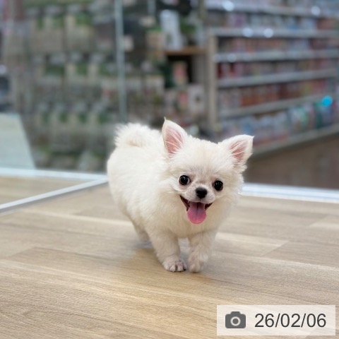 京都府のチワワ(ロング) (ペットプラス 久御山店/2025年11月1日生まれ/女の子/ホワイト)の子犬の4枚目の画像